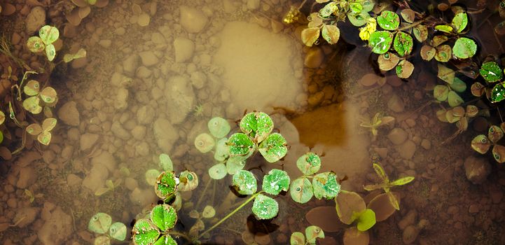 An image of plants in the water