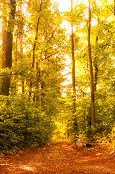 An image of autumn forest
