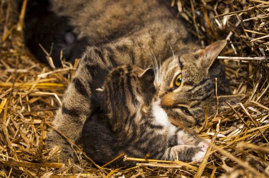 An image of young cats in the barn lying on the straw