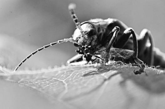 An image of macro of a bug 