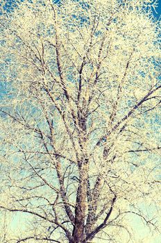 An image of tree covered by a snow in winter time