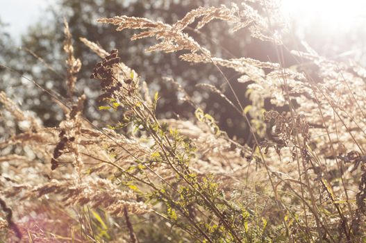 An image of dried grass