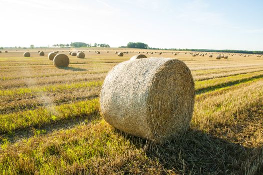 An image of straw bales on harvested field