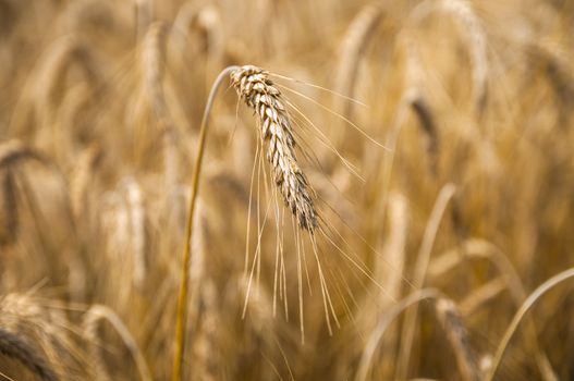 Mature wheat ready for harvest in the early summer