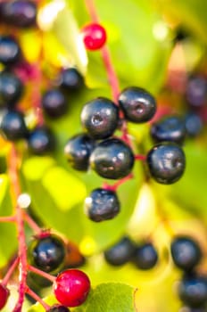 An image of aronia fruits