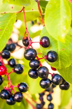 An image of aronia fruits