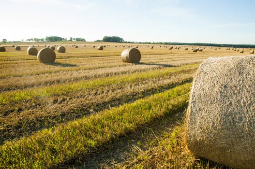 An image of straw bales on harvested field