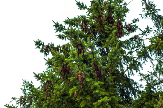 Spruce branch full of cones