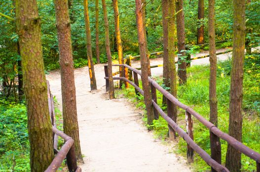 An image of the pathway in the wood