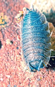 An image of macro of a bug 