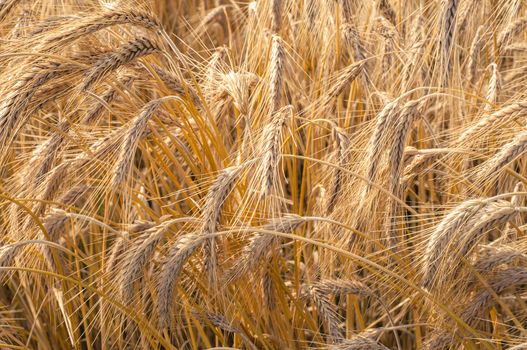 Mature wheat ready for harvest in the early summer
