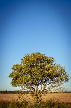Alone tree in the countryside on blue sky