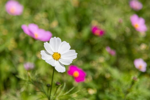 white cosmos flower in garden in daylight time