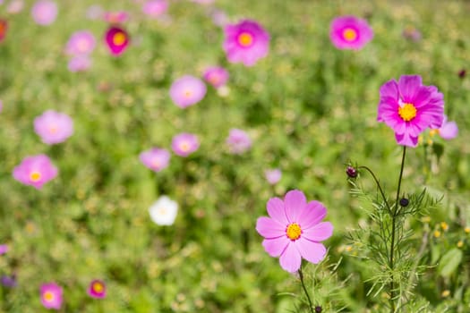 many cosmos flower in garden in daylight time