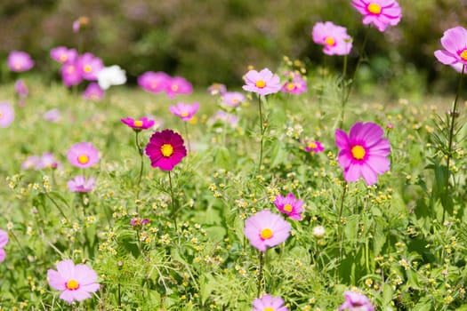 cosmos flower in garden in daylight time