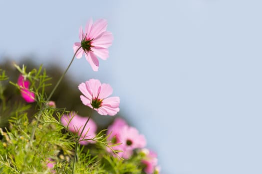 cosmos flower in garden in daylight time