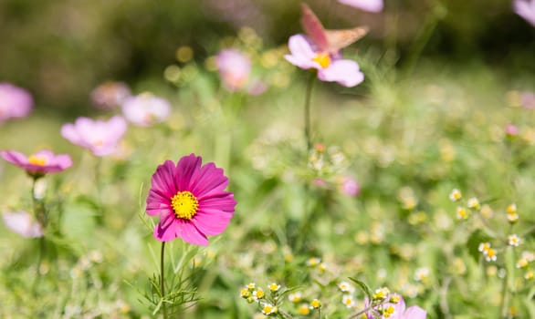 many cosmos flower in garden in daylight time