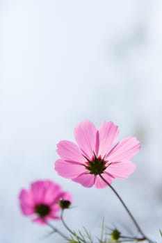 cosmos flower in garden in daylight time