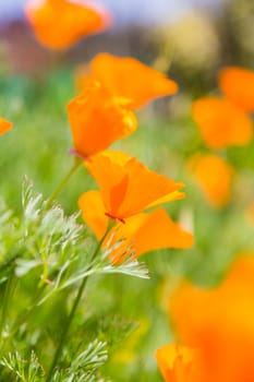 many orange flower in garden day light time