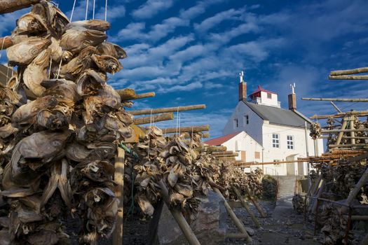 Dried stockfish, heads of cod, near old lighthouse on Vaeroy, Lofoten islands in Norway