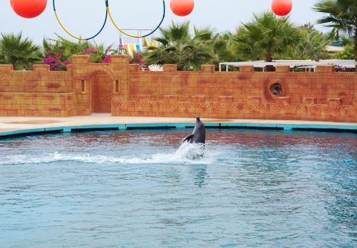 dolphin playing in water.Performance in dolphinarium. 