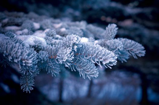 Winter frost on spruce tree  close-up .Shallow depth-of-field.