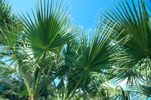 Beauty palm-trees in Antalya, Turkey.