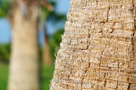  palm tree wood bark natural texture background.  close-up