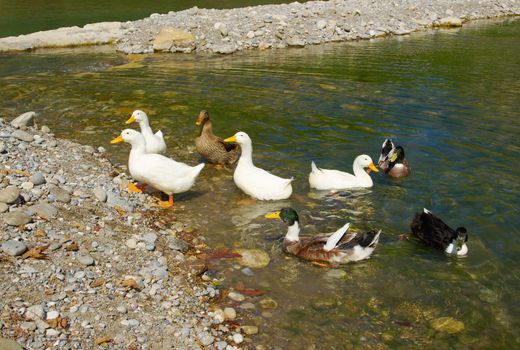 Geese and ducks.mountain river.  Turkey