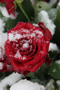 Red rose, covered with fresh snowflakes