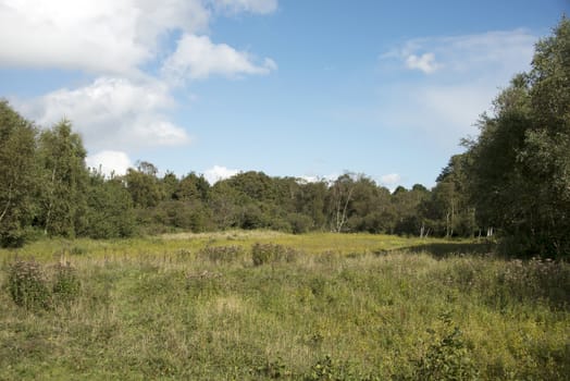 trees and green plants in Netherlands nature