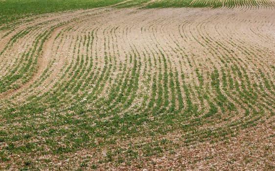 cultivated earth, the summer end at the beginning of autumn