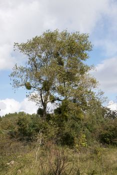 trees in nature netherlands landscape