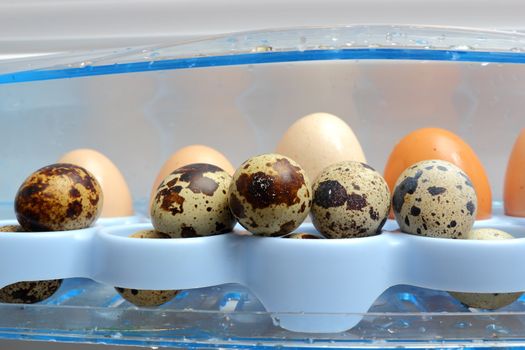 quail and hen eggs in the fridge