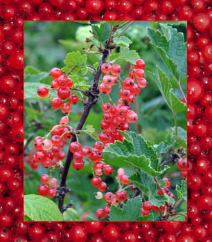 Bush of a red currant with a frame of berries. July, the Central Russia