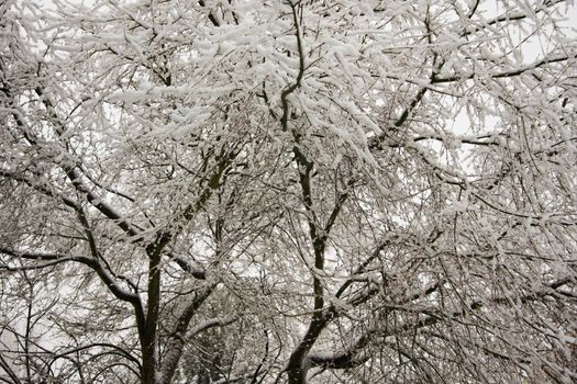 Fine layer of snow on the  branches of a Japanese Maple Tree