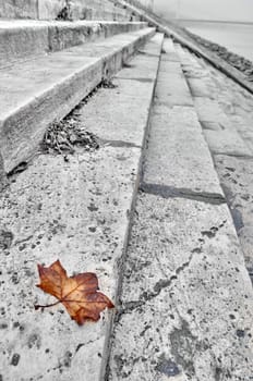 Autumn leaf half desaturated