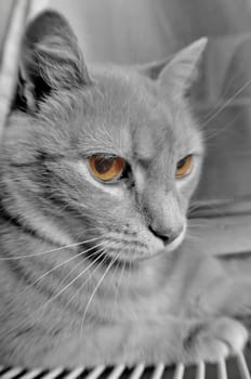 Grey cat with yellow eyes