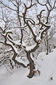 Snow covered old tree