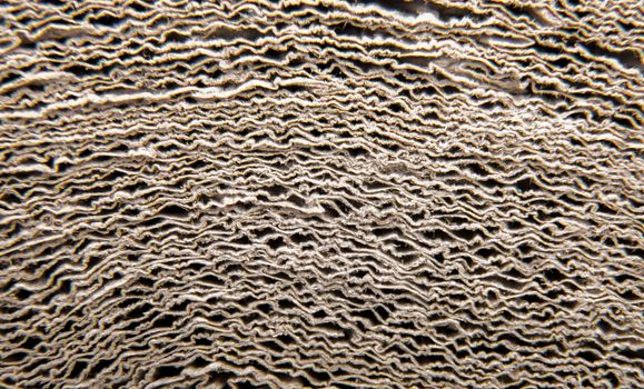 An image of high quality paper background
