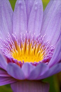 a close up of flower in a garden in mauritius