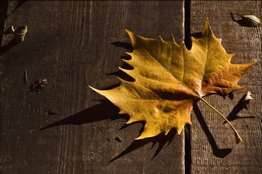 a leaf in autumn in the wood and the shadow