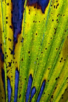 a close up of  leaf in gran bahama 