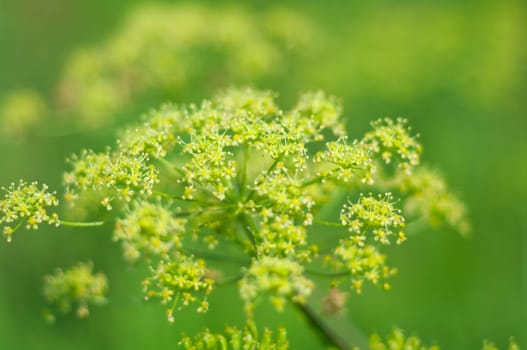 Angelica plan. Close-up  .Shallow depth-of-field. 