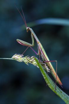 a mantis religiosa in pray in a leaf