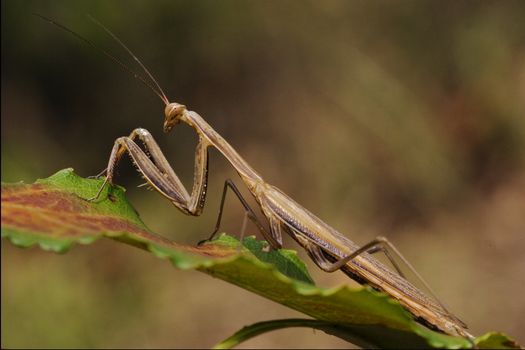 a mantis religiosa in a green leaf