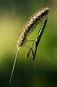 a mantis religiosa waiting to kill