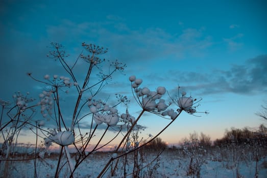 Winter landscape.Winter scene 