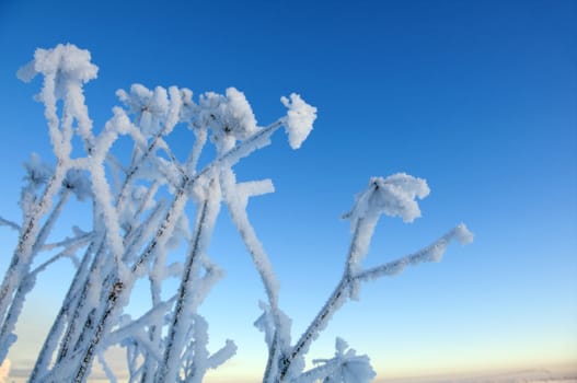 Winter landscape.Frozenned flower.Shallow depth-of-field