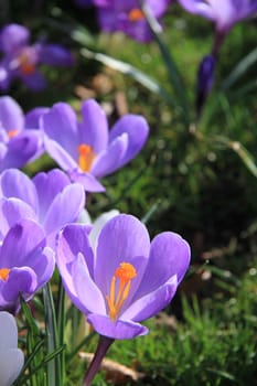 Small group of purple crocuses in the sun